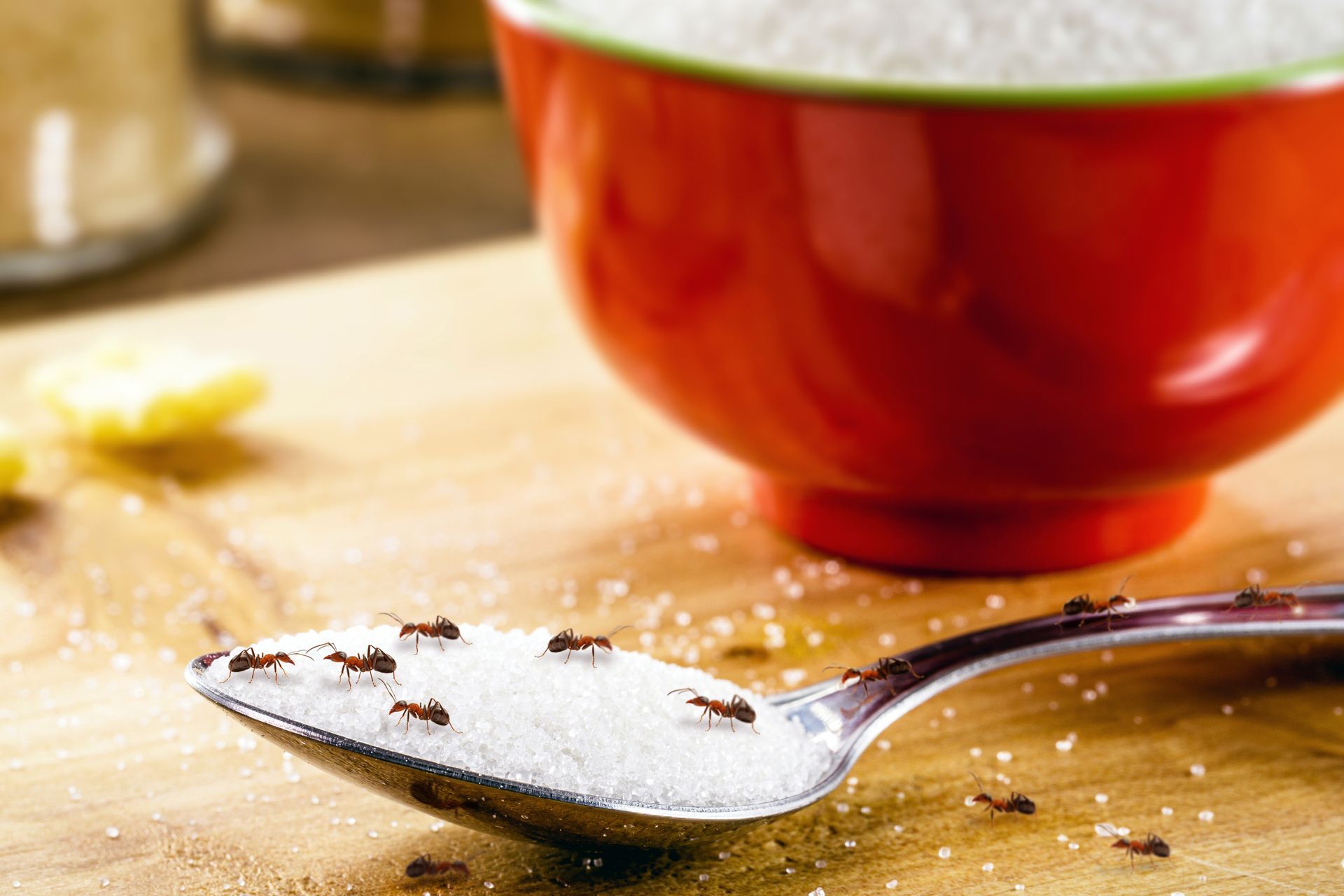 Ants are crawling on a spoon of sugar next to a bowl of sugar.