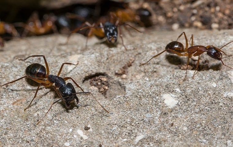 A group of ants are crawling on a rock.