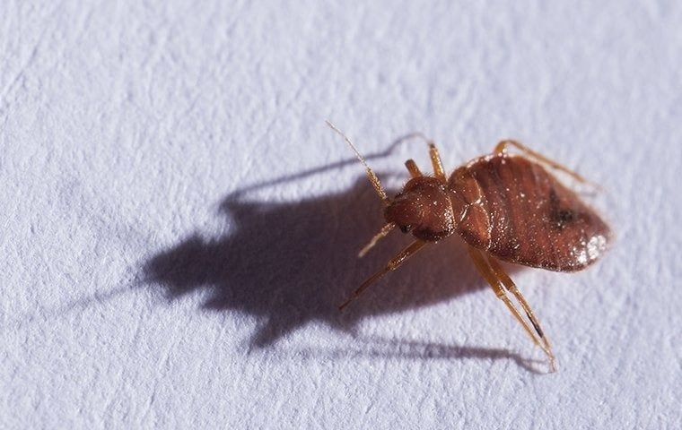 A close up of a bed bug on a white surface