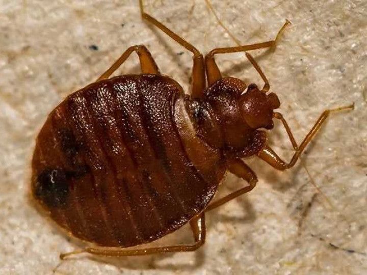 A bed bug is crawling on a piece of paper.