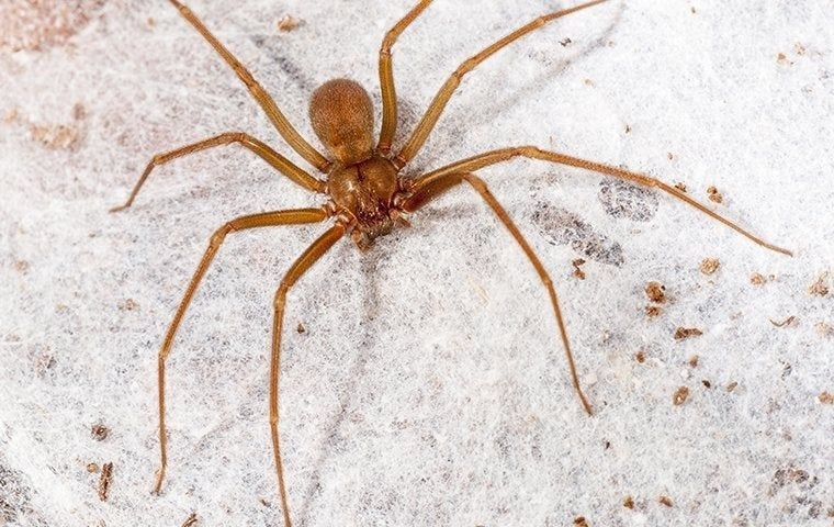 A brown spider is sitting on a white surface.