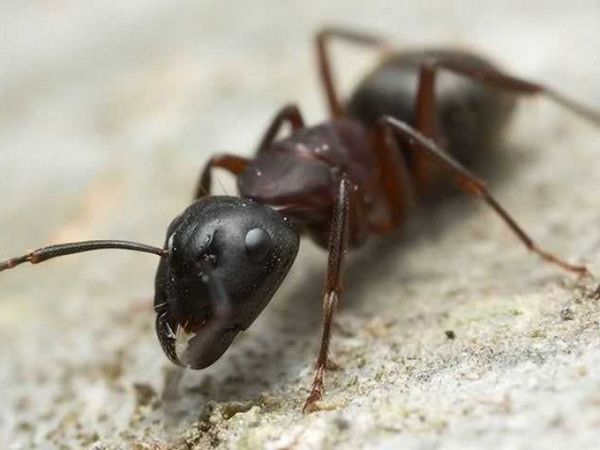 A black ant is crawling on a rock.