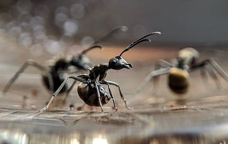 Ants by a puddle of water