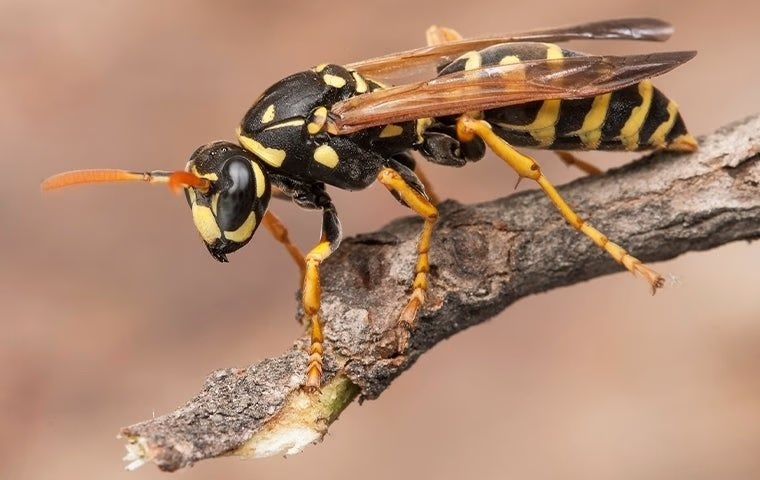 A wasp is sitting on a tree branch.