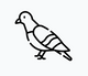 A black and white drawing of a pigeon on a white background.