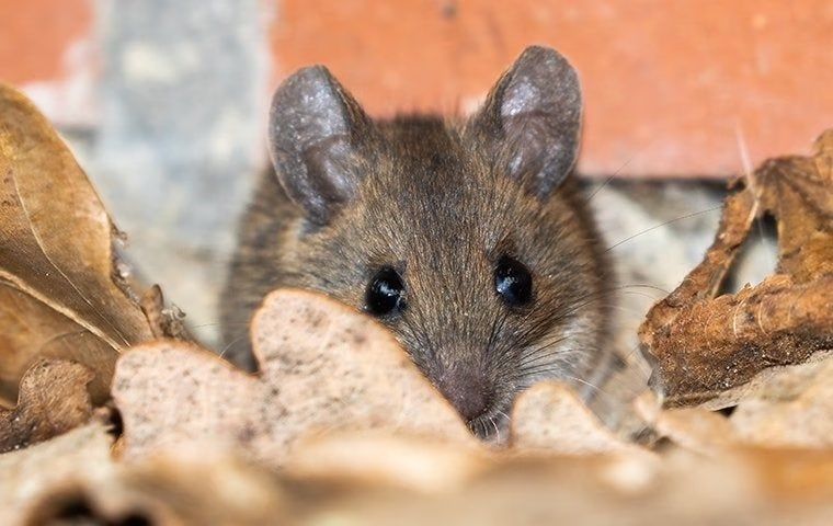 A close up of a mouse looking out of a hole in a pile of leaves.