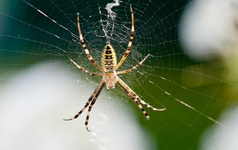 A close up of a spider on a web