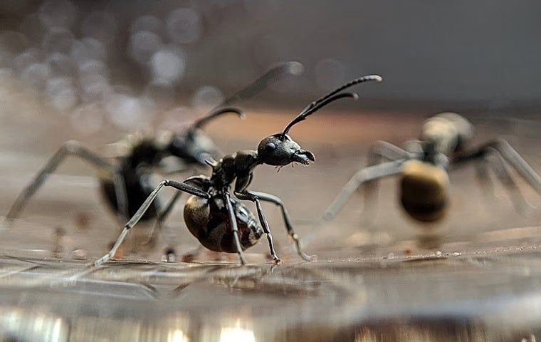 A group of ants are standing on a table.