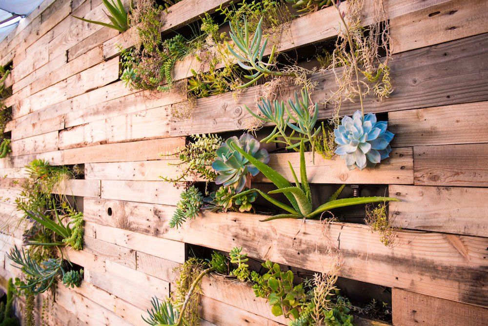 Wall with plants