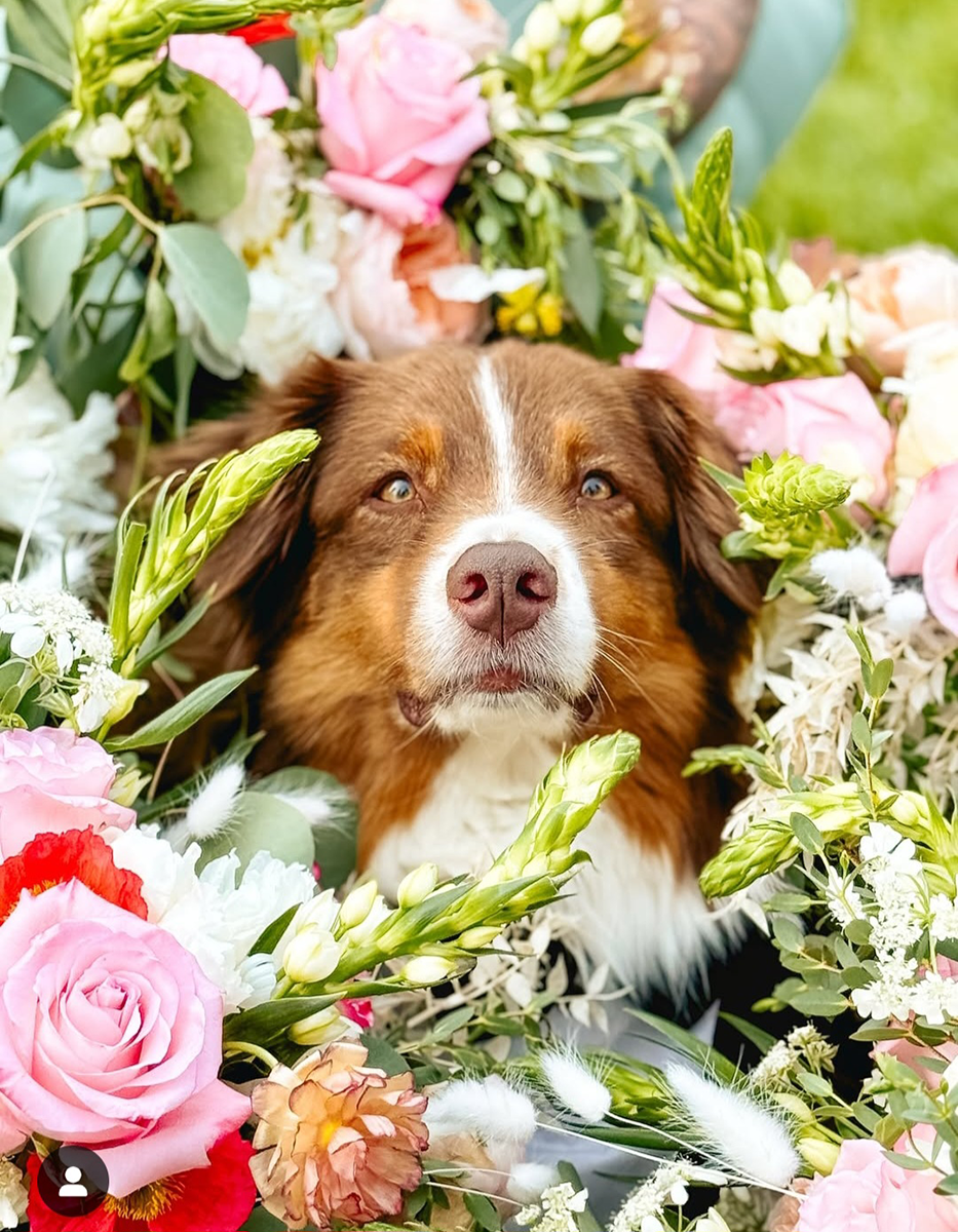 Australian Shepherd dog nestled in a bed of colorful flowers, including pink roses.