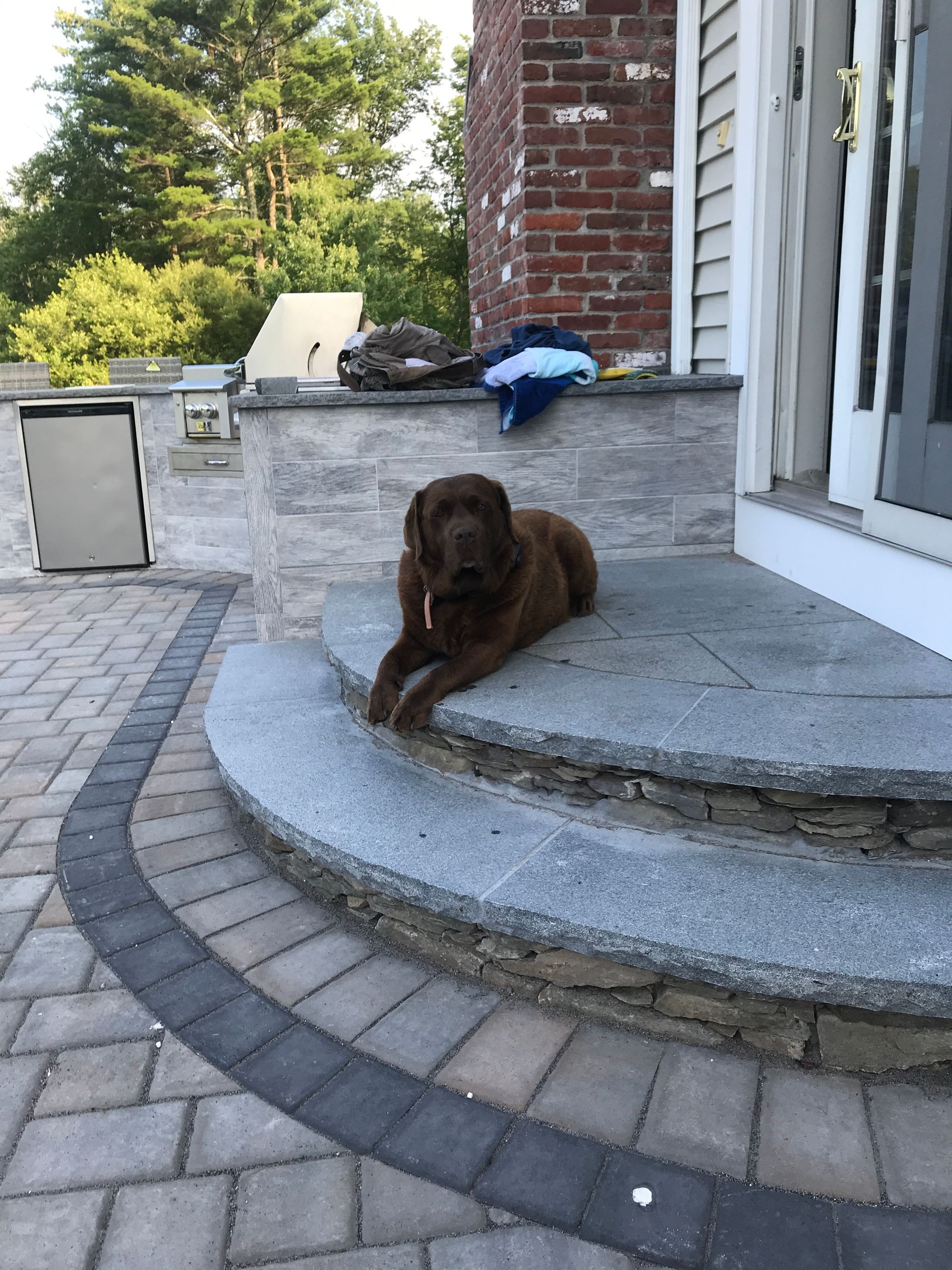 A dog is laying on the steps of a house