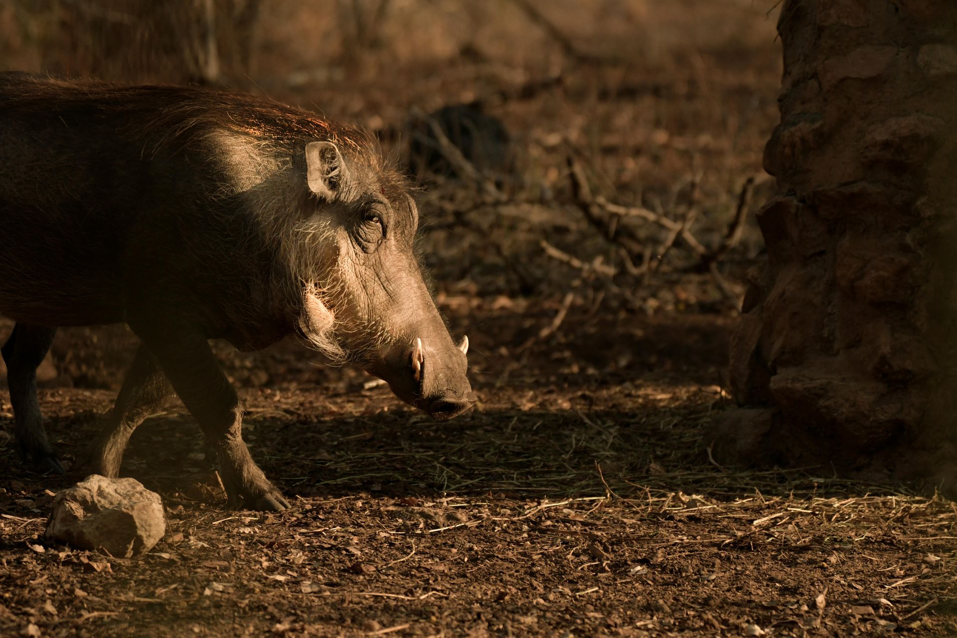 A warthog is walking in the dirt near a tree.