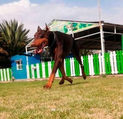 adiestramiento canino