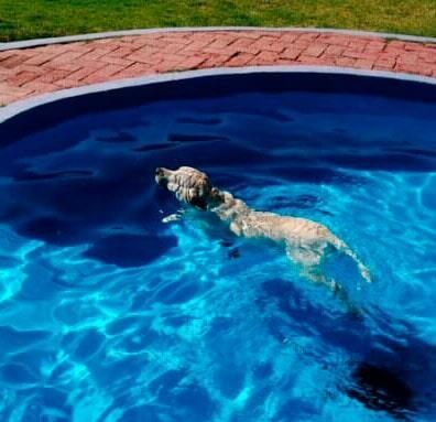 Hotel canino