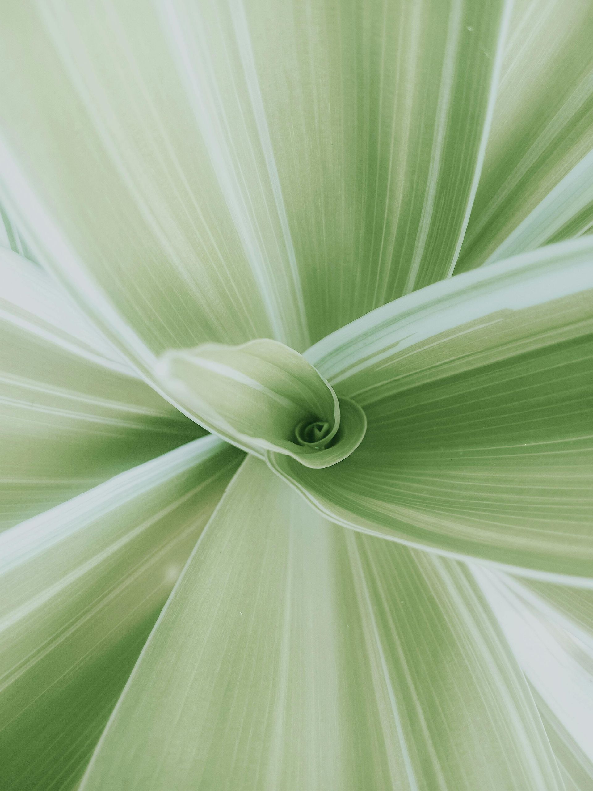 A close up of a green plant leaf on a white background.