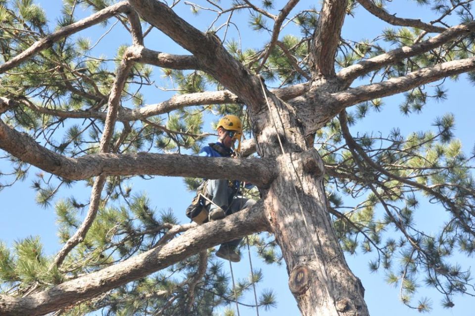 potatura di alberi ad alto fusto