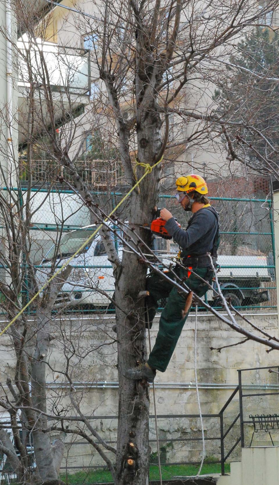 interventi di potatura di un albero pubblico