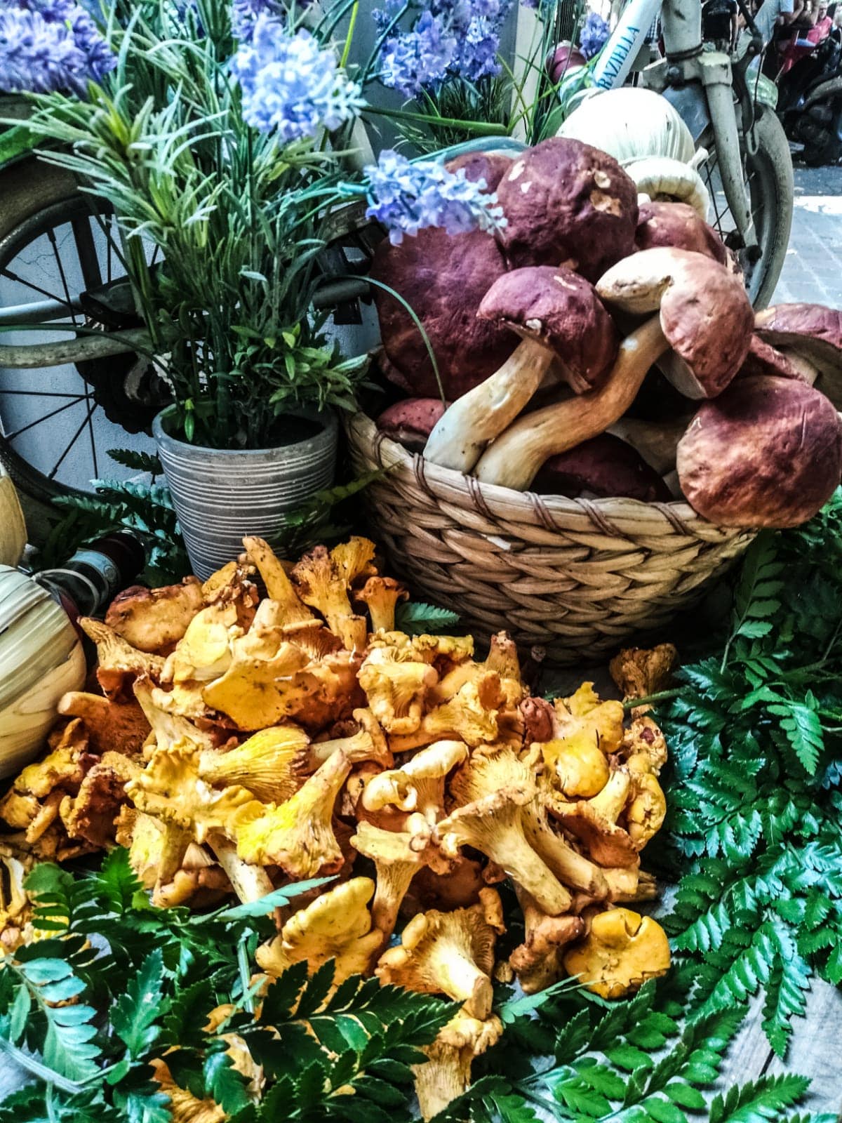 funghi porcini freschi