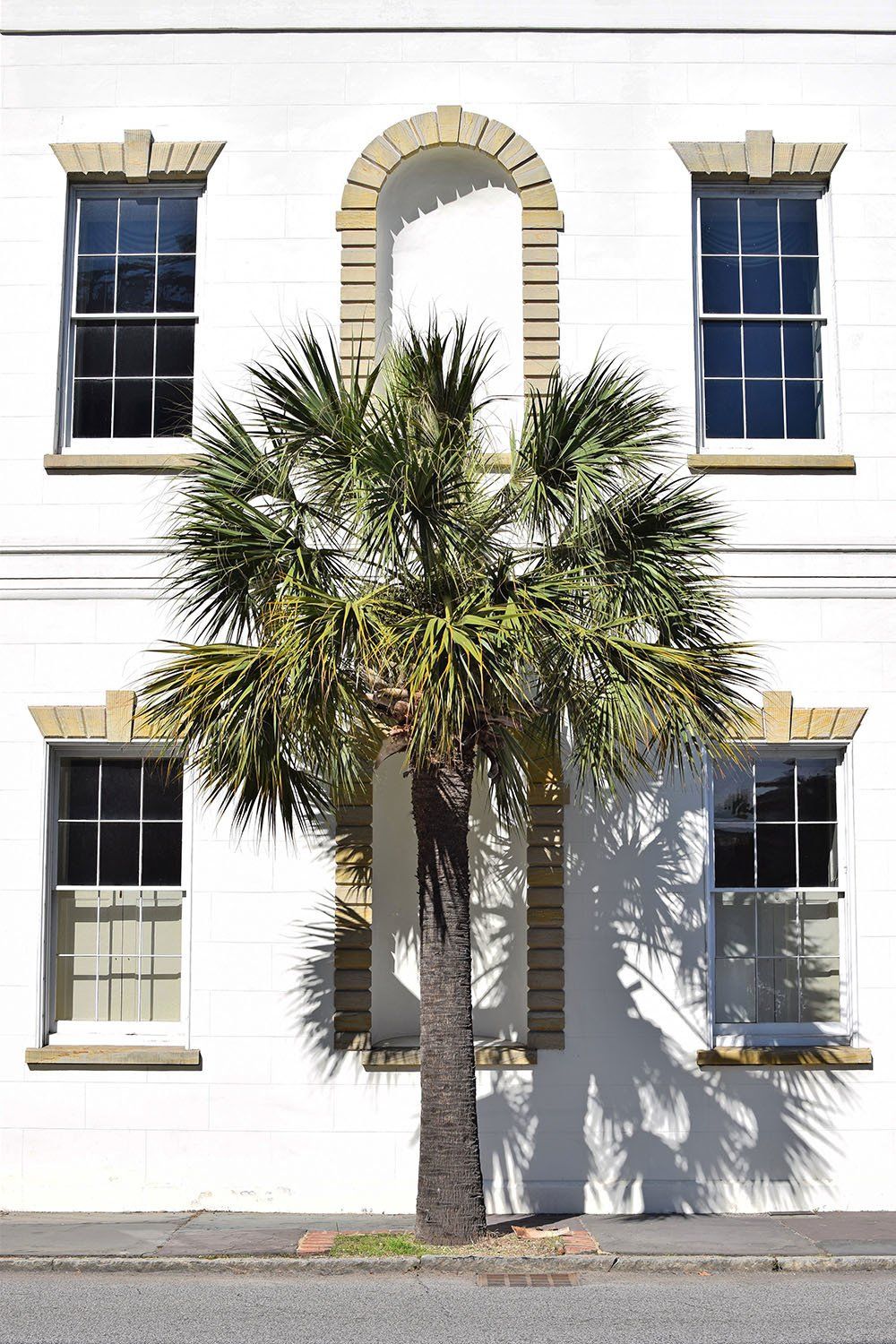 Charleston SC building with Sabal palmetto