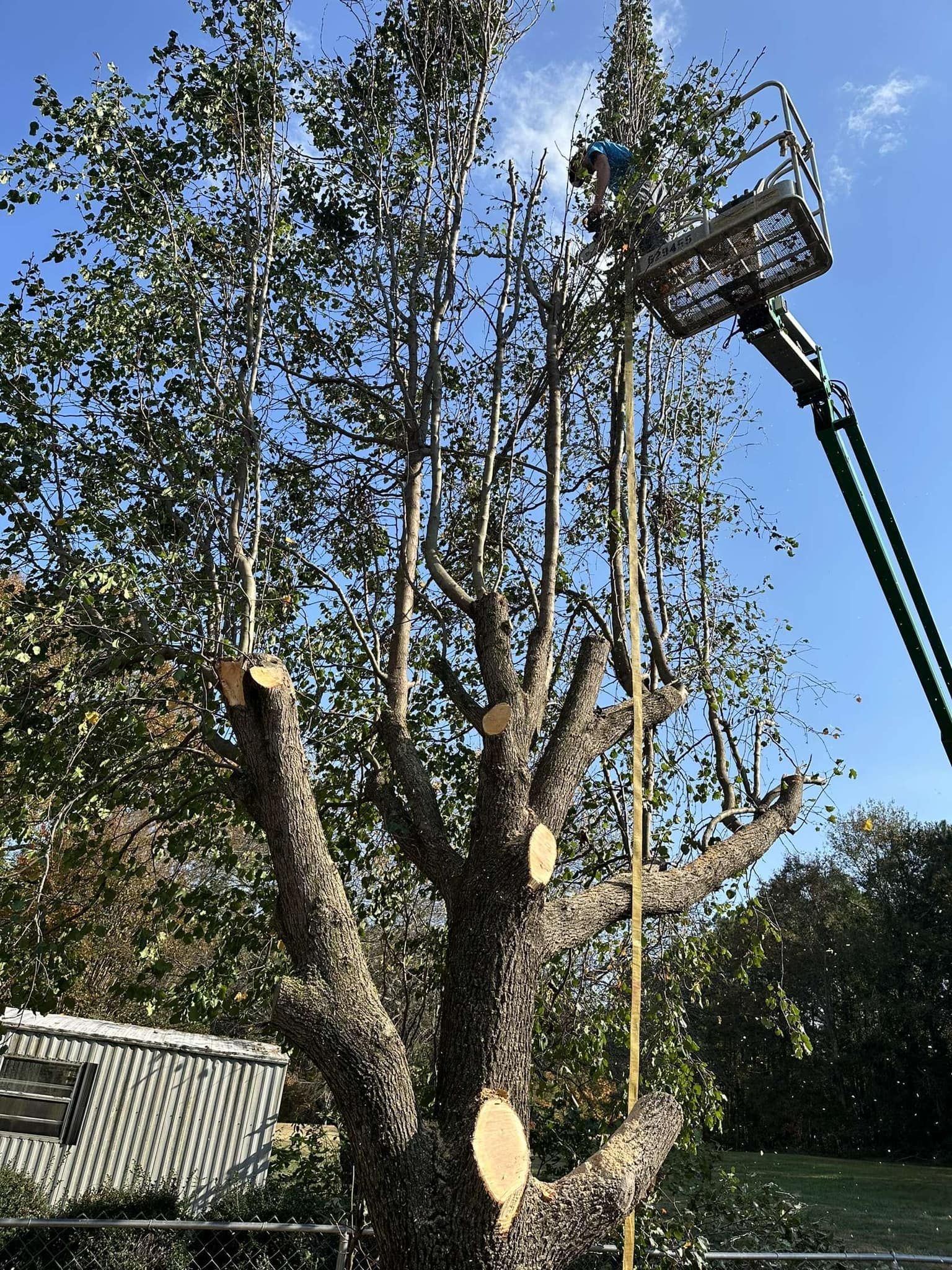 A man is cutting a tree with a crane.