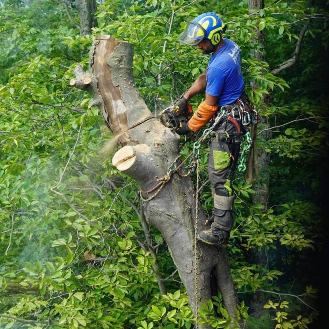 Arboriste en chemise bleue et casque coupant un arbre avec une tronçonneuse.