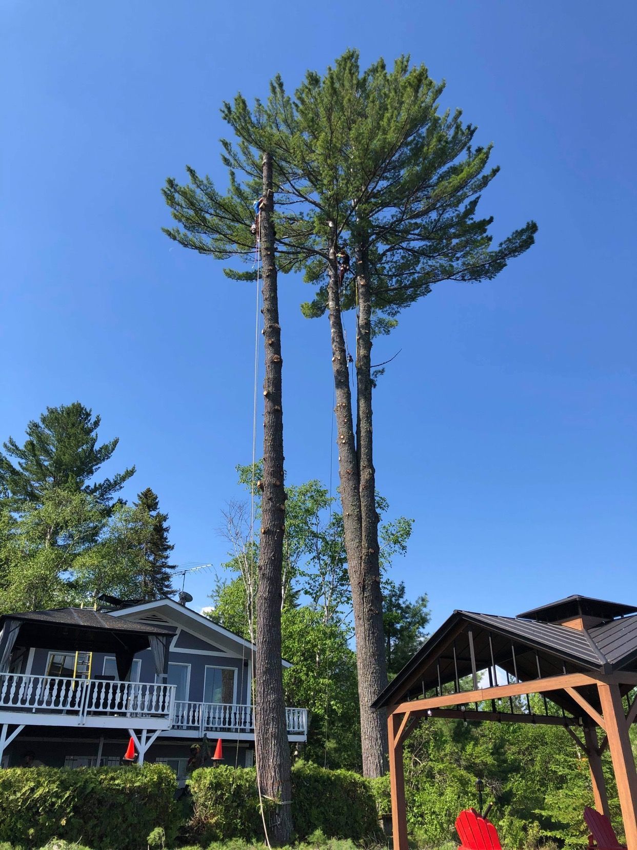De grands pins aux troncs taillés se dressent près d'une maison bleue et d'un belvédère contre un ciel bleu vif.