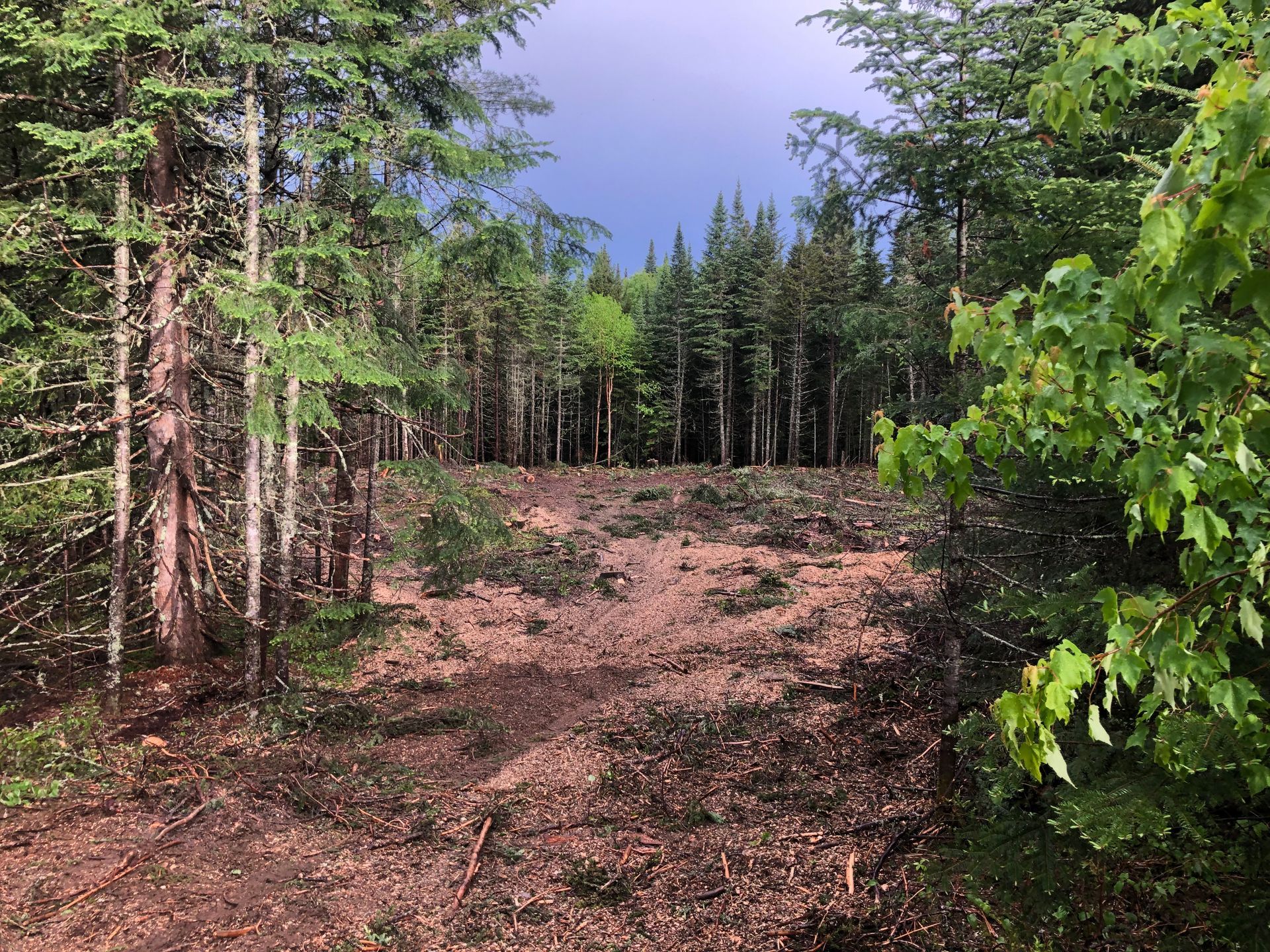 Clairière dans une forêt, terre brune et arbres tombés, avec des arbres encadrant la lisière et un ciel orageux.