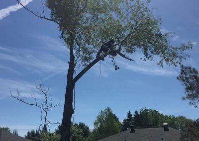 Un ouvrier arboricole est en hauteur dans un arbre et taille des branches sous un ciel bleu.