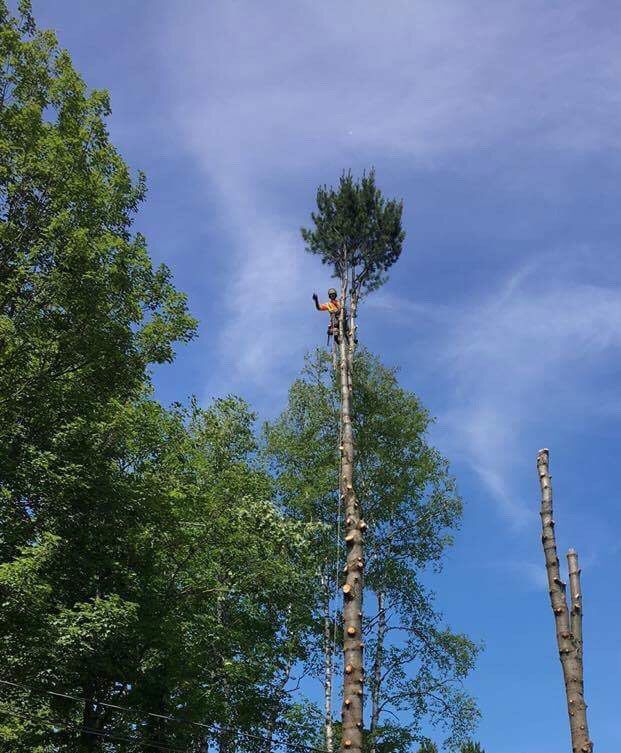 Une personne au sommet d'un grand arbre scie la cime. Journée ensoleillée, ciel bleu.