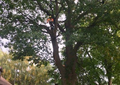 Arboriste en tenue de sécurité orange taillant un grand arbre.