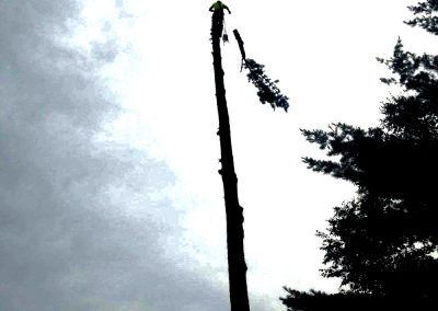 Silhouette d'un arboriste au sommet d'un grand tronc d'arbre, branches tombantes, sous un ciel nuageux.