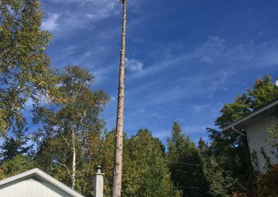 Grand tronc d'arbre dépouillé contre un ciel bleu avec des nuages ​​épars, à côté d'une maison et d'autres arbres.