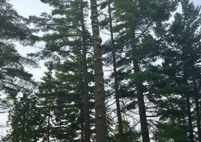 Grands pins dans une forêt avec un ciel dégagé en arrière-plan. Le tronc d'un arbre présente plusieurs marques de coupe circulaires.
