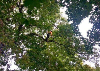 Personne taillant un grand arbre, vue d'en bas. Le ciel transparaît à travers les branches et les feuilles.