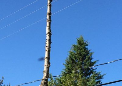 Des lignes électriques suspendues à un grand tronc d'arbre contre un ciel bleu clair.