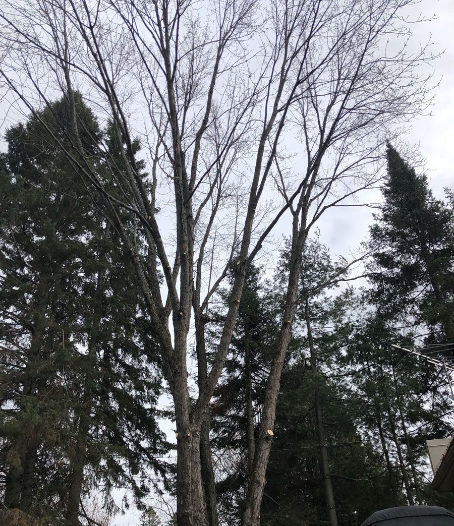 Arbre aux branches nues contre un ciel nuageux, entouré d'arbres à feuilles persistantes.