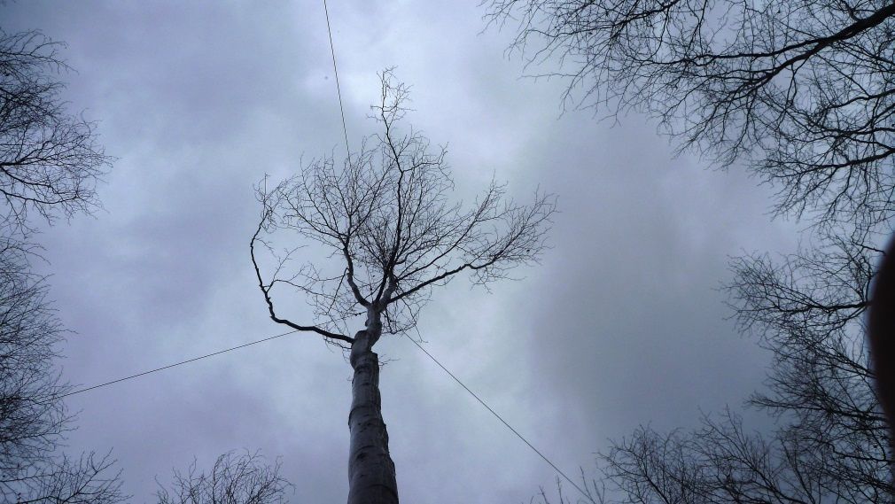 Arbre nu sur fond de ciel nuageux, vu d'en bas, entouré d'autres arbres sans feuilles.