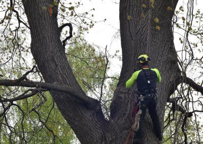 Arboriste grimpant à un grand arbre, portant un équipement de sécurité, dans un parc.