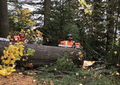 Arboriste en équipement de sécurité avec deux tronçonneuses sur un arbre tombé dans une zone boisée, levant le pouce.