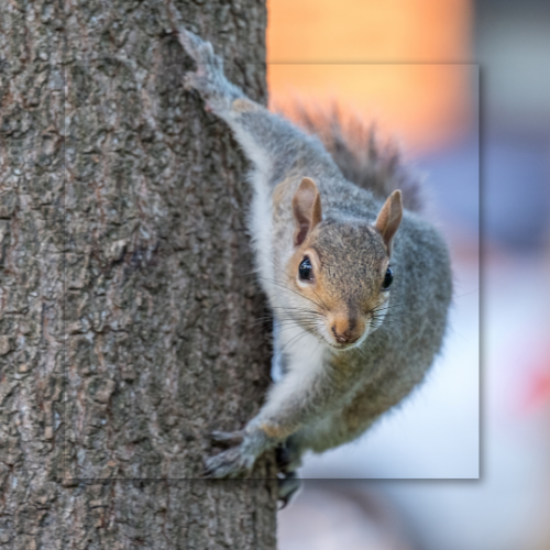 A squirrel is climbing a tree and looking at the camera.