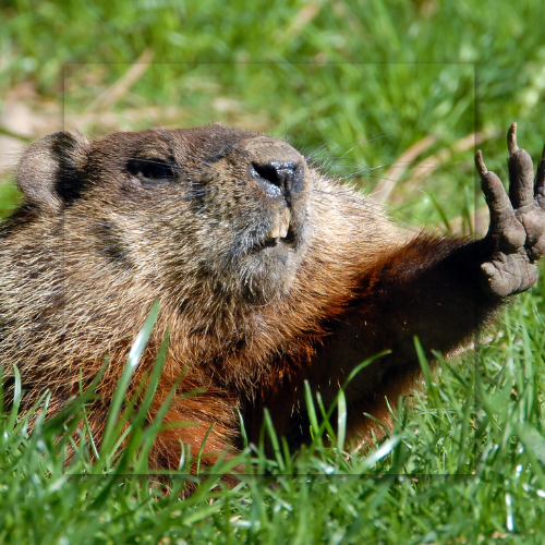 A close up of a ground squirrel laying in the grass