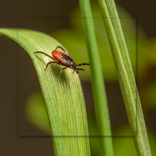 Tick on a green blade of grass; red and black body.