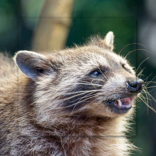 A close up of a raccoon with its mouth open