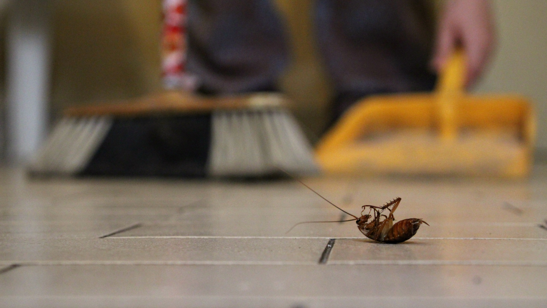A cockroach lies on the floor, about to be swept up by a broom and dustpan.