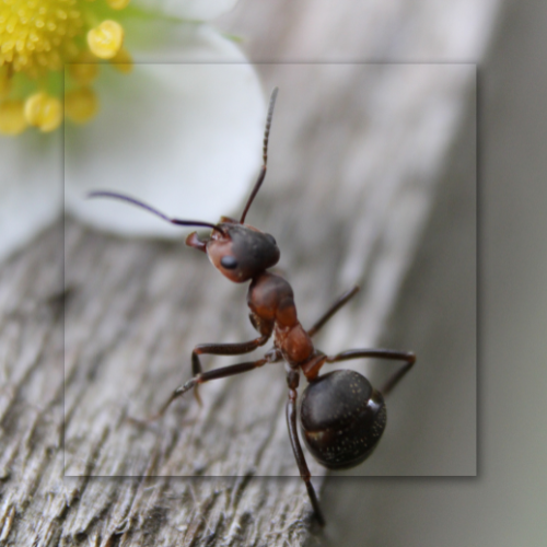 A close up of an ant on a wooden surface