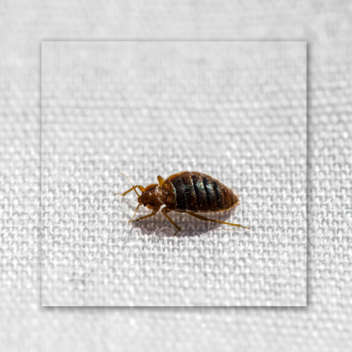 A bed bug is crawling on a white cloth.