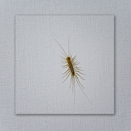 A centipede is crawling on a white wall.