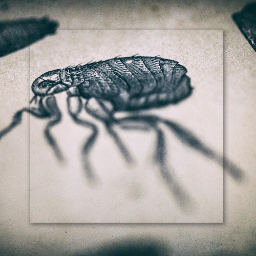 A black and white drawing of a flea on a piece of paper.