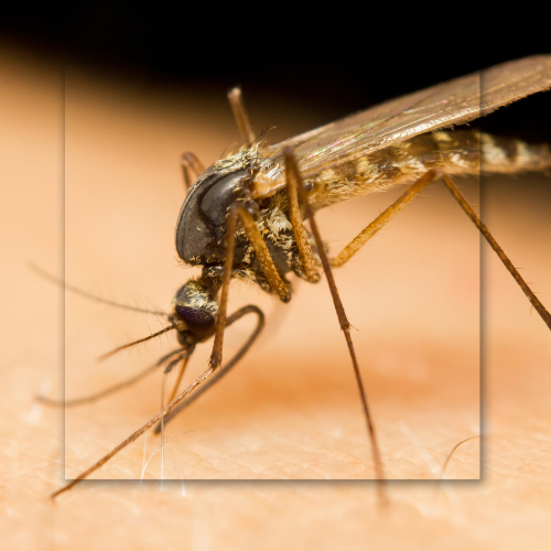 A close up of a mosquito on a person 's skin