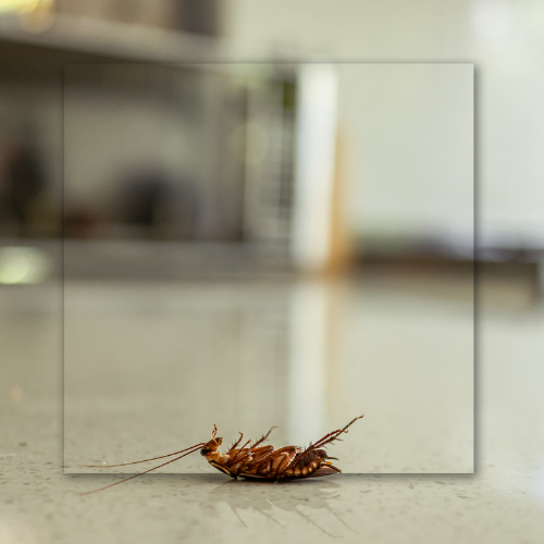 A cockroach is laying on the floor in a kitchen.